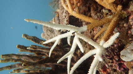 The coral disease at natural reef