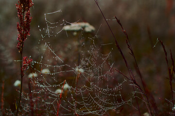 spider web with dew drops