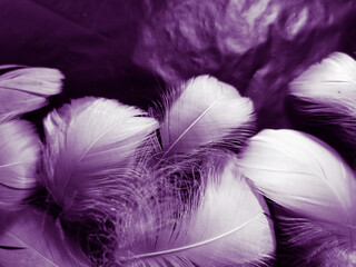 Obraz premium Beautiful abstract white and purple feathers on black background and soft white feather texture on white pattern and purple background, feather pink background, purple banners