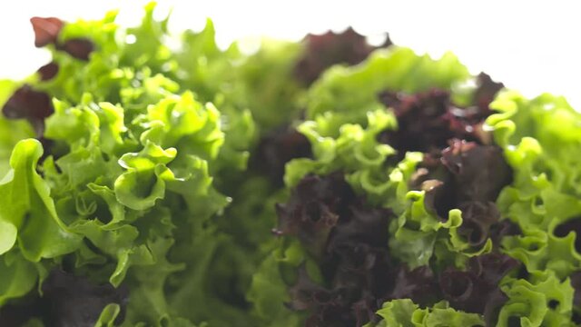 Fresh bunch of green and red leaf lettuce rotating close-up.