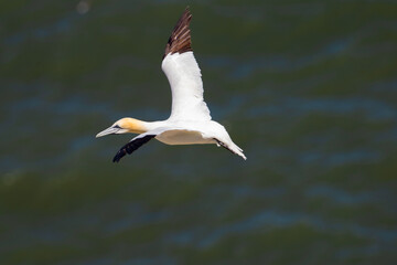 Northern Gannet flying by the cliffs of Bempton Cliffs, Flamborough Head, East Yorkshire, UK