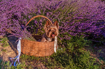 Yorkshire Terrier in a basket in a lavender field