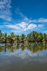 Fototapeta na wymiar The coconut trees were planted in a long line. Reflected with the beautiful water surface.