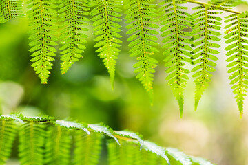 Beautiful fern leaves green foliage natural floral fern background in sunlight.