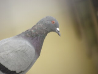 close up of a pigeon