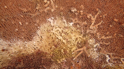 The coral disease at natural reef