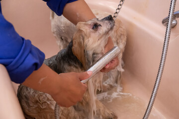 groomer washing two small dogs in a bath out of focus with grain