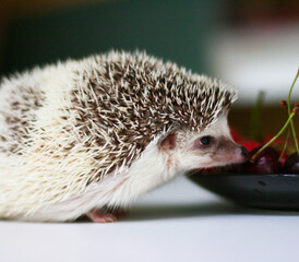 Little cute hedgehog standing on white table.
