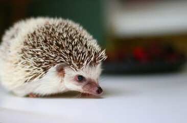 Little cute hedgehog standing on white table.