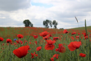 maki,natura,otoczenie,czerwony,drzewa,pole