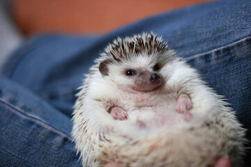  Little cute hedgehog laying on someone laps.
