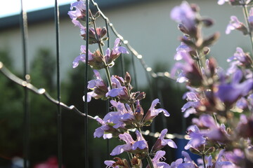 kwiat,natura,otoczenie,siatka,ogródek,fiolet © Grzegorz