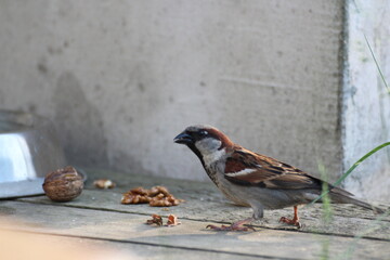 wróbel,orzech,dzika natura,ptak