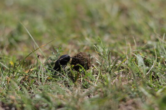 Small Dung beetle rolling a piece of manure accross a green grass field. A special kind of insect that feed on feces. Known as rollers they can push up to 1100 times their own mass