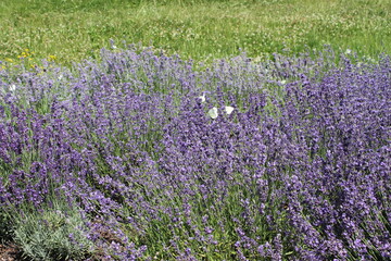field of lavender and butterfly