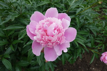 Delicate pink flower of common peony in May
