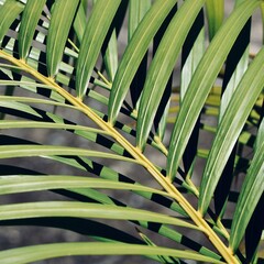 Obraz na płótnie Canvas Close-up Of Palm Leaf