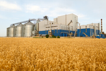 Fototapeta na wymiar Grain elevator in front of wheat field. Flour or oil mill plant. Silos near farmland. Agriculture theme, a harvesting season.