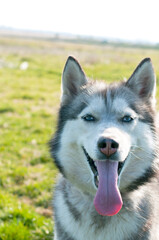 Husky dog ​​outdoor portrait. Funny pets on a walk with the owner
