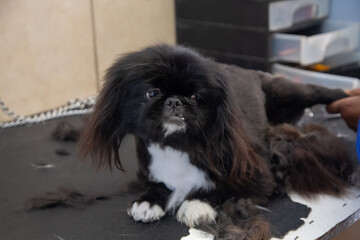 groomer blow-drying  hair of the dark gray dog in  doggie parlor