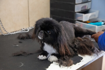 groomer blow-drying  hair of the dark gray dog in  doggie parlor