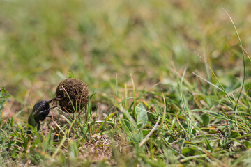 Small Dung beetle rolling a piece of manure accross a green grass field. A special kind of insect that feed on feces. Known as rollers they can push up to 1100 times their own mass