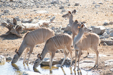 Kudu im Naturreservat Etosha National Park Namibia Südafrika
