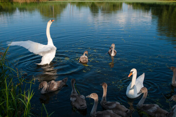 a white swan female with small swans swims in a pond