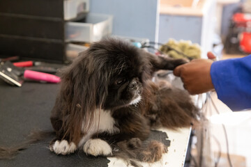 groomer blow-drying  hair of the dark gray dog in  doggie parlor