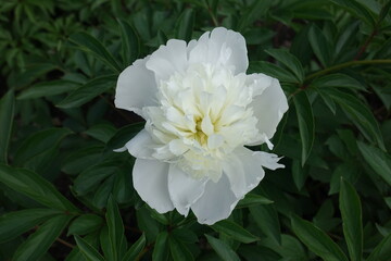 Snow white flower of common peony in May