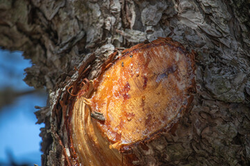 Transparent tree sap leaking from a freshly cut branch from a forest tree