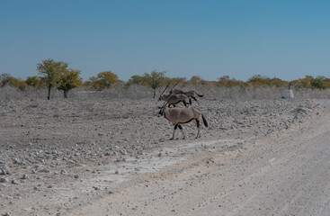 Fototapeta na wymiar Oryxantilopen im Naturreservat Etosha Nationalpark Namibia Südafrika