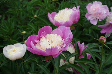 Several pink and white flowers of common garden peony in May