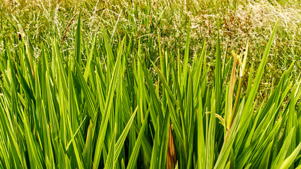 Green  grasses near the river, in South East Cornwall, UK