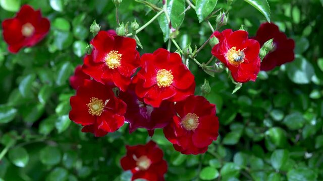 Close up view of a red large flowered climbing rose - apache type - against green summer background