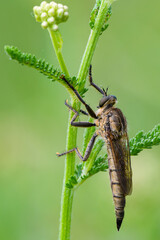 Robber fly sitting motionless on a meadow plant at dusk, closeup. Genus species Dysmachus bifurcus. 