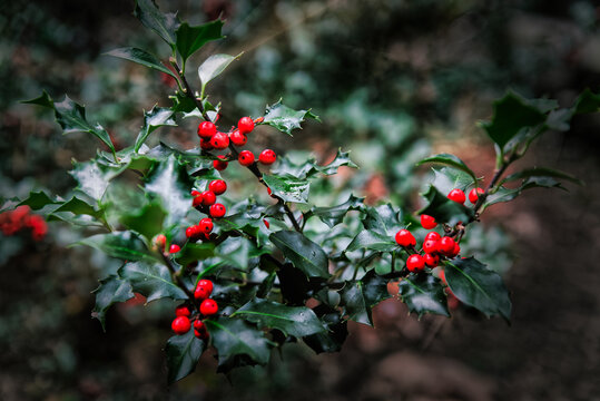 Holly leaves with red berries. Traditional Christmas plant.