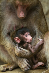 Baboon young with mother