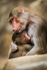 Baboon young with mother