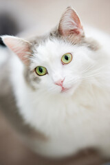 Fototapeta premium 猫のハイアングルショット