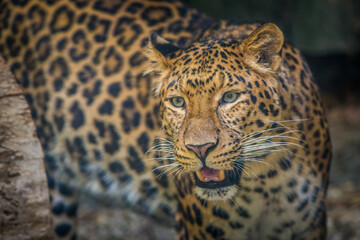Chinese leopard portrait in zoo
