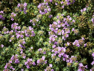 Naklejka premium Mother of Thyme background macro