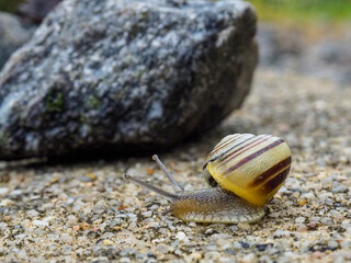 Schnecke im Garten kriecht über den Stein