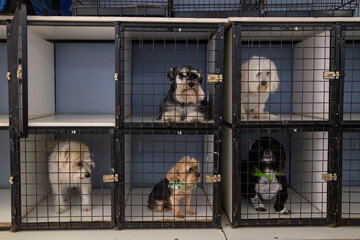 Puppy dogs in square kennel cages looking at the camera one cage open 