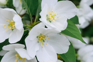 Blooming apple tree. White flowers. Spring flowering. Pollen. Stamen. Petal.