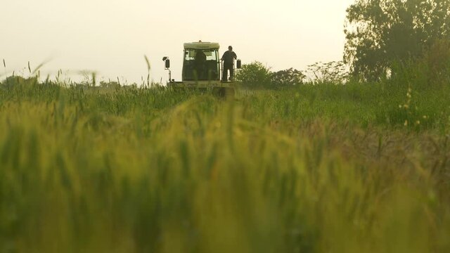 Combine harvesting green wheat for hay.
A farmer stands outside the cab to direct the driver.
Harvest at the end of winter at sunset