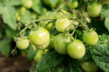 Green tomatoes hang on branches and grow in a greenhouse