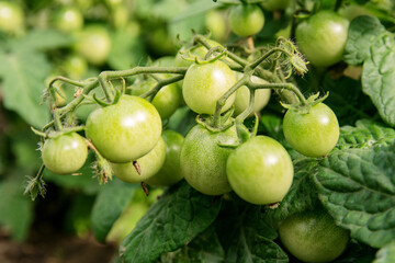 Green tomatoes hang on branches and grow in a greenhouse