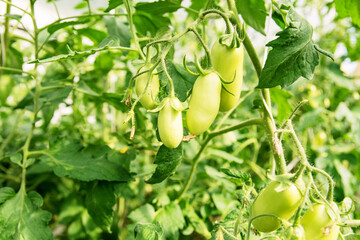 a bunch of green tomatoes hanging on a branch in a greenhouse