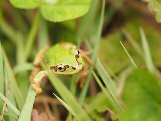 Tree frog in green grass, close up.